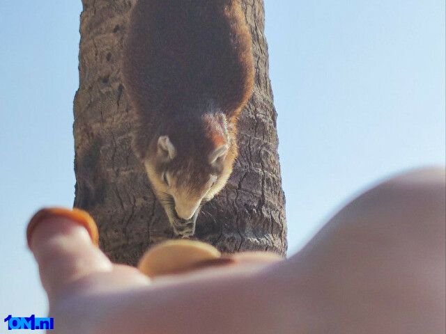 MelaniOrange foto 16