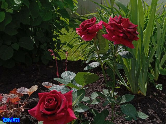 MelaniOrange foto 17